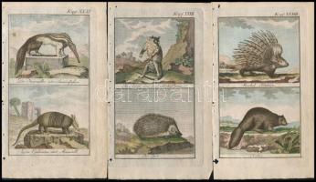 cca 1785 Tapír és hangyász George-Louis Leclerq de Buffon (1707-1788) francia természettudós Allgemeine Naturgeschichte című művéből (Berlin, 1771). Rézmetszet, papír, 13×8 cm