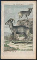 cca 1785 Nőstény argali . George-Louis Leclerq de Buffon (1707-1788) francia természettudós Allgemeine Naturgeschichte című művéből (Berlin, 1771). Rézmetszet, papír, 13×8 cm