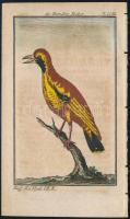 cca 1785 Paradicsom madár . George-Louis Leclerq de Buffon (1707-1788) francia természettudós Allgemeine Naturgeschichte című művéből (Berlin, 1771). Rézmetszet, papír, 13×8 cm