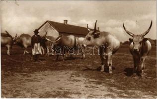 Magyar ökrök, folklór. Photo Mészöly / Hungarian folklore, oxen (fl)
