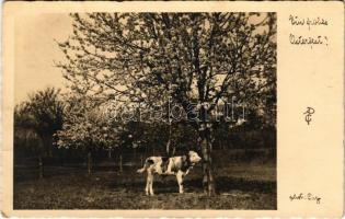 1931 Ein frohes Osterfest! / Easter greetings with cow (EK)