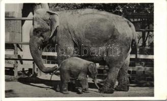 Budapest XIV. Állatkert, elefántok