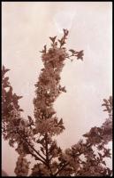 cca 1940 34 db nagyrészt budapesti, városképes Leicával készített fotónegatív negatív tartóban. BNV ...