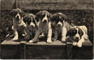 Junge Bernhardinerhunde / young St. Bernard dogs (EK)