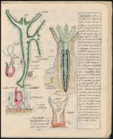cca 1930 Besztercei magyar diák biológia füzete a besztercei román líceumból, több színes kézi rajzz...