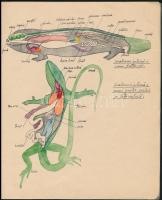 cca 1930 Besztercei magyar diák biológia füzete a besztercei román líceumból, több színes kézi rajzz...