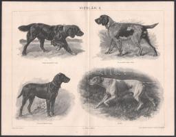 cca 1900 17 db állat (szarvasok, vadászkutyák, vizslák II. stb.) és növény témájú metszet és nyomat ...