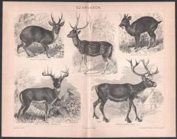 cca 1900 17 db állat (szarvasok, vadászkutyák, vizslák II. stb.) és növény témájú metszet és nyomat ...