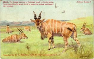 1917 Eland. The largest species of Antelope found in South Africa. Animal Series V. (EK)