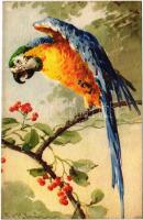 Parrot s: C. Klein