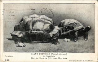 1924 Giant Tortoise (Testudo gigantea) British Museum (Natural History) (EB)
