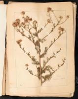 cca 1940 Növénygyűjtő mappa (herbárium), benne szárított, préselt növényekkel