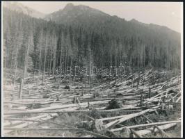 cca 1930-1940 Tátra, szélvihar okozta károk, amatőr felvétel, 18×24 cm