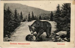 Tatármező (Máramaros, Priszlop alatt), medvék / bears under Prislop in Maramures (EK)