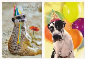 49 db MODERN használatlan állatos humoros motívum képeslap, duplikáltak is / 49 modern unused motive...