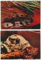ROVAROK - 25 db MODERN használatlan képeslap / INSECTS - 25 modern unused postcards
