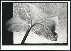 cca 1989 ,,Virág az ablakban, jelzés nélküli vintage fotó, ezüst zselatinos fotópapíron, albumlapra kasírozva, 13x18 cm