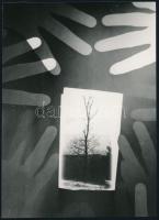 ,,Óvd a fát jelzés nélküli vintage fotogram, 17,4x12,5 cm