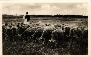 1934 Bugac (Kecskemét), juhok a legelőn. Berta J.