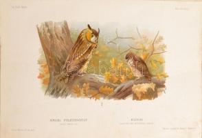 Chernelházi Chernel István: Magyarország madarai I. köt.-II. köt. 2. rész. Bp., 1899., Magyar Ornith...