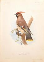 Chernelházi Chernel István: Magyarország madarai I. köt.-II. köt. 2. rész. Bp., 1899., Magyar Ornith...