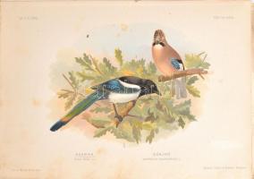 Chernelházi Chernel István: Magyarország madarai I. köt.-II. köt. 2. rész. Bp., 1899., Magyar Ornith...