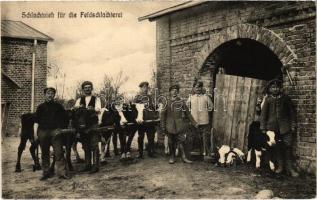1916 Schlachtvieh für die Feldschlachterei / WWI German military, cattle for the field slaughterhouse