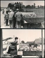 cca 1960-1970 Termelőszövetkezeti munka (Maros MGTSZ, Deszk), 2 db fotó, 18x12 cm