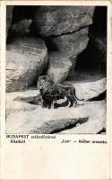 1926 Budapest XIV. Székesfővárosi Állatkert, Leo berber oroszlán. Magyar Földrajzi intézet rt. kiadása 30. sz. (EB)