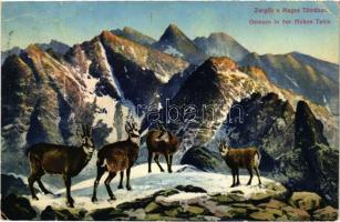 Tátra, Vysoké Tatry; Zergék a Magas-Tátrában / Gemsen / chamois (kis szakadás / small tear)