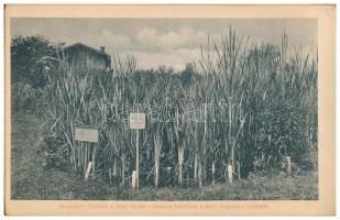 1904 Kolozsvár, Cluj; Képek a Múzeumkertből - leporello 18 képpel / the Museum Garden - leporello wi...