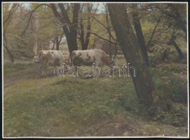 Vidéki tájak, tehenek, 4 db kézzel színezett fotó, 17×23 cm