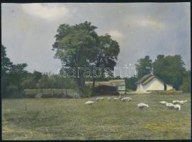 Vidéki tájak, tehenek, 4 db kézzel színezett fotó, 17×23 cm