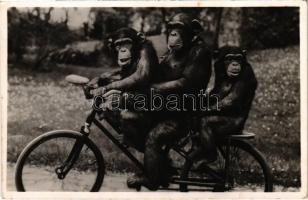 Pepi, Maxi és Lotti a kerékpározó csimpánzok az Állatkertben. Kiadja Budapest székesfőváros állat- és növénykertje. Hölzel Gyula felvétele / Chimpanzees riding a bicycle at the Budapest Zoo (fl)