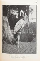 1938 Mi újság az állatkertben? Budapest Székesfőváros állat- és növénykertjének közleményei. Képekke...