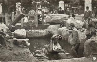 Budapest állatkert Jónás viziló