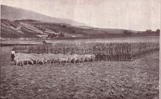 Gyetva, flock of sheep