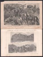 cca 1900 26 db egyoldalas, kis részben színes nyomat a Pallas Nagy Lexikonából (Az Óbudai emelő-híd,...