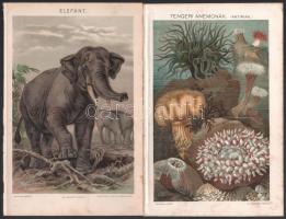 cca 1900 26 db egyoldalas, kis részben színes nyomat a Pallas Nagy Lexikonából (Az Óbudai emelő-híd,...