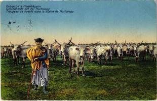 1913 Hortobágy, Ökörgulya a Hortobágyon, magyar folklór (szakadás / tear)