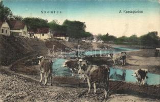 Szentes Kurcapart, tehenek