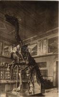 1927 Wien, Vienna, Bécs; Naturhistorisches Staatsmuseum. Saal VIII. Iguanodon bernissartensis Boul, Bernissart, Belgien / Museum of Natural History, dinosaur skeleton
