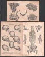 7 db nyomtatvány anatómia témában