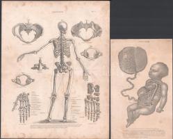 7 db nyomtatvány anatómia témában