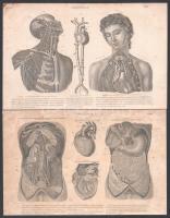 7 db nyomtatvány anatómia témában