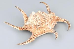 Nagy méretű tengeri kagyló 23 cm