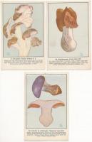 Magyar gombáskönyvek és képek. Szemere László szerkesztése - 6 db régi képeslap / Hungarian mushrooms - 6 pre-1945 postcards
