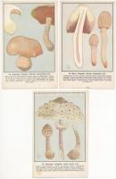 Magyar gombáskönyvek és képek. Szemere László szerkesztése - 6 db régi képeslap / Hungarian mushroom...