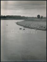 Szarvasmarhák a Tisza partján, jelzés nélküli fotó, 24x18 cm