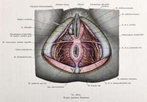 Kiss Ferenc: Tájanatómia. Bp., 1961, Medicina. Hatodik kiadás. Szövegközi színes és fekete-fehér ábr...